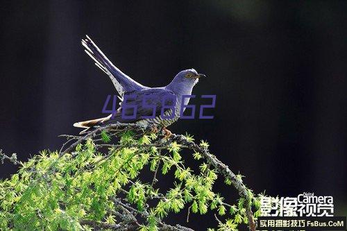 意大利拉歌蒂尼(Lagostina)平底锅不粘锅煎锅送锅铲 Tempra系列26cm